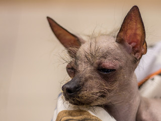 Little black-brown Peruvian Hairless Dog is lying on the sofa. Trained dog. Soft focus