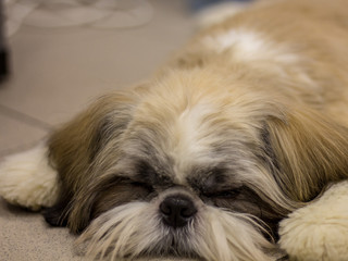 Naklejka na ściany i meble Little black-brown dog Shih Tzu is lying on the sofa. Trained dog. Soft focus