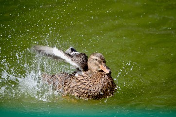 Duck in the pond. Splashing water.