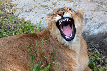 Lion is one of the four big cats in the genus Panthera, and a member of the family Felidae. With...
