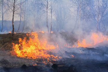 Wild fire burns young birch trees. Forest fire damages environment burns trees and dry grass in...