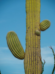 Saguaro Cactus Landscape, Arizona