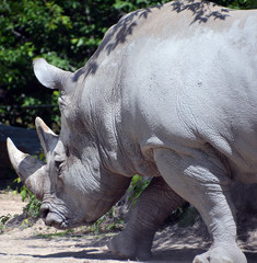 The white rhinoceros or square-lipped rhinoceros is the largest extant species of rhinoceros.  It has a wide mouth used for grazing and is the most social of all rhino species © Daniel Meunier
