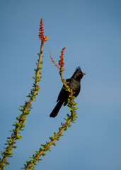 Northern phainopepla (Phainopepla nitens), Organ Pipe Cactus National Monument, Arizona.