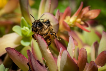 Bumblebees mating on a succulent plant
