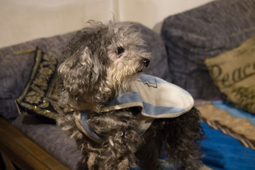 Perro  Caniche Poodle