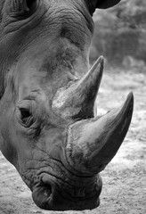 The white rhinoceros or square-lipped rhinoceros is the largest extant species of rhinoceros.  It has a wide mouth used for grazing and is the most social of all rhino species © Daniel Meunier