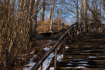 Old wooden steps in the forest. nature
