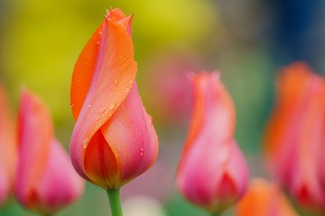 Beautiful tulips blossom with water drops at Descanso Garden