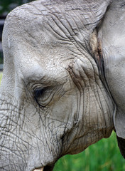 African elephants are elephants of the genus Loxodonta. The genus consists of two extant species:...