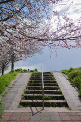 A stairway and cherry blossoms