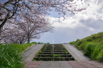 A stairway and cherry blossoms