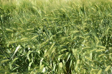 Arizona wheat field