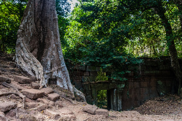 Fototapeta na wymiar The ruins of Ta Prohm Buddist Temple, Siem Reap, Cambodia