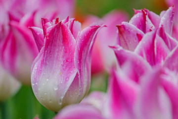 Fototapeta na wymiar Beautiful tulips blossom with water drops at Descanso Garden