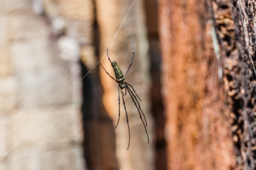 A golden silk orb-weaver spider of Angkor Thom, Cambodia