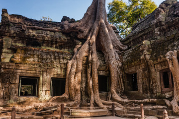Fototapeta premium The ruins of Ta Prohm Buddist Temple, Siem Reap, Cambodia