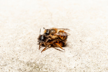Bumblebees mating on a rock