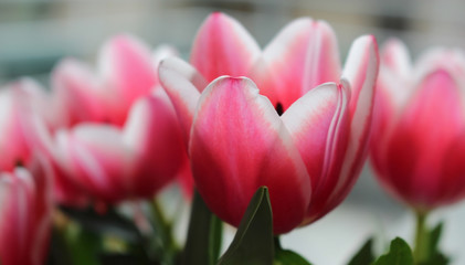 Triumph Tulip 