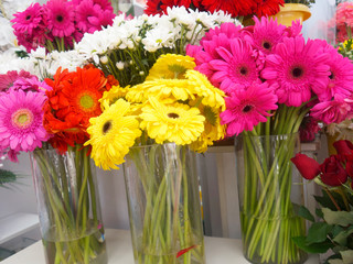  daisy flower  red yellow white color