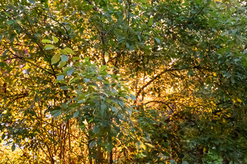 The crown of the tree passes through the sunset light
