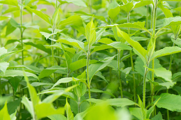 Many bushes of Jerusalem Artichoke close-up in large numbers