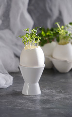 microgreens in the eggshells, easter concept