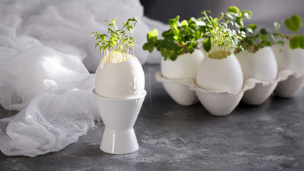 microgreens in the eggshells, easter concept
