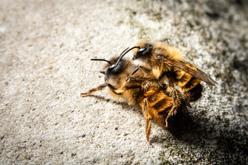 Bumblebees mating on a rock