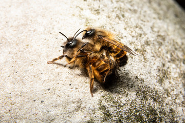 Bumblebees mating on a rock
