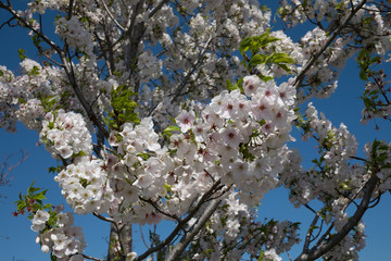Cherry blossoms and the sky