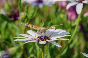 Painted lady eating in the white Osteospermum flower