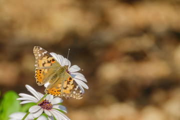 Painted lady eating in the white Osteospermum flower