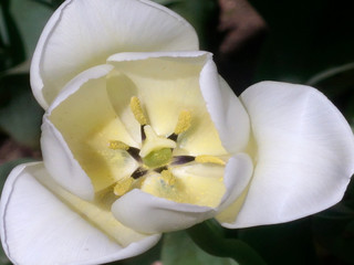 white tulip flowers in the garden