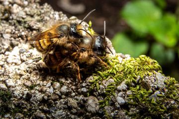 Bumblebees mating on a rock