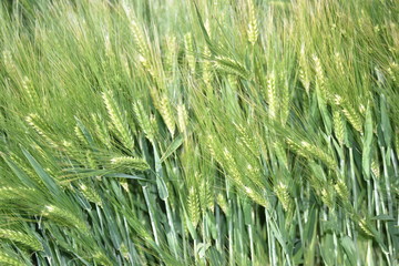Arizona wheat field