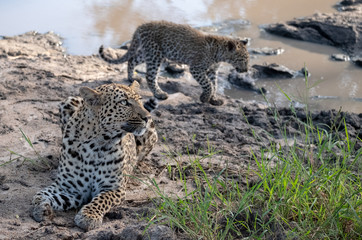 Female leopard with her young cub at a water hole in the Sabi Sands Game Reserve, Kruger, Mpumalanga, South Africa.