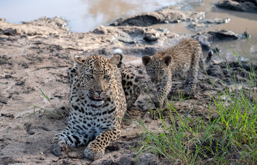 Female leopard with her young cub at a water hole in the Sabi Sands Game Reserve, Kruger, Mpumalanga, South Africa.