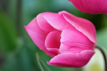 MACRO DE TULIPÁN ROSA, flor, rosa, tulipa, naturaleza, primavera, huerta, verde, rojo, fábrica, 