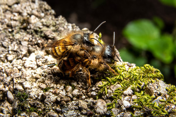Bumblebees mating on a rock