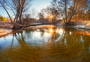 Sunrise in forest