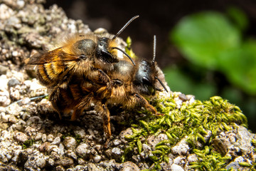 Bumblebees mating on a rock