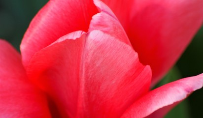 Fototapeta na wymiar PÉTALOS ROJOS, rojo, pétalos, naturaleza, rosa, primavera, macro, florecer, 