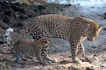 Female leopard with her young cub at a water hole in the Sabi Sands Game Reserve, Kruger, Mpumalanga, South Africa.