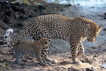 Female leopard with her young cub at a water hole in the Sabi Sands Game Reserve, Kruger, Mpumalanga, South Africa.