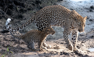 Fototapeta na wymiar Female leopard with her young cub at a water hole in the Sabi Sands Game Reserve, Kruger, Mpumalanga, South Africa.