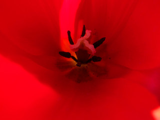 red tulip flower in the garden