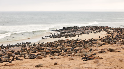 Colony of fur seals at Cape Cross in Namibia
