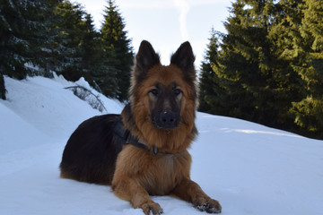 German Shepherd (long haired) portrait in winter scenery.