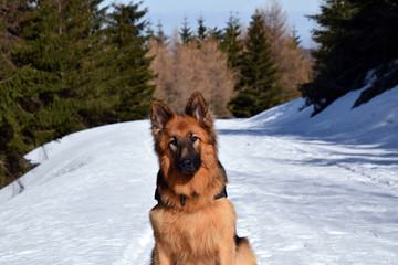 German Shepherd (long haired) portrait in winter scenery.